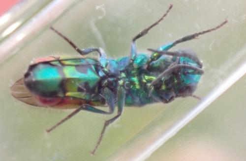 Réf. 334 360 : Chrysis terminata